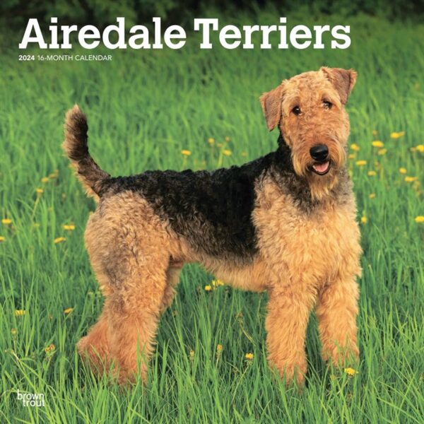 Airedale Terriers Calendar 2024