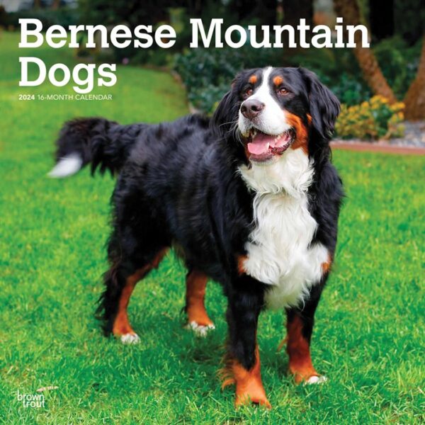 Bernese Mountain Dogs Calendar 2024