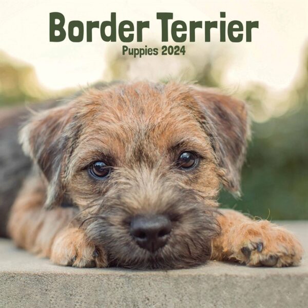 Border Terrier Puppies Mini Calendar 2024