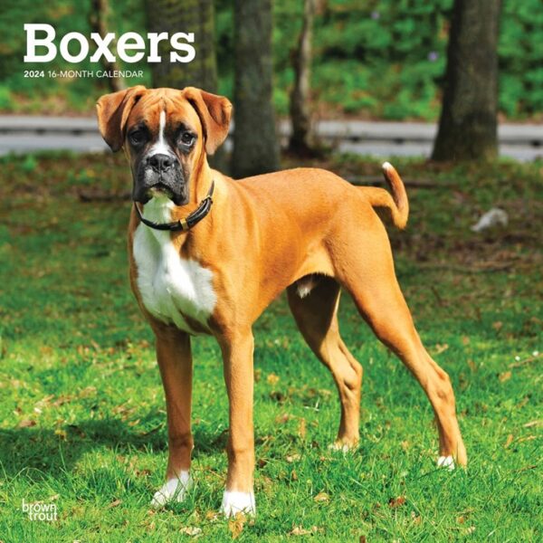 Boxers Calendar 2024