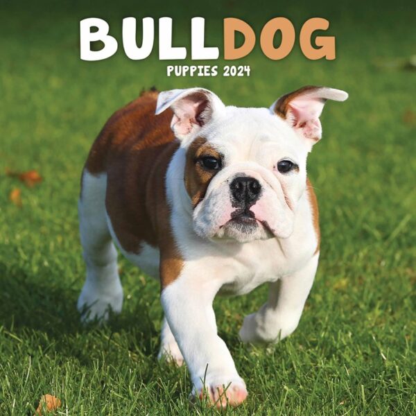 Bulldog Puppies Mini Calendar 2024