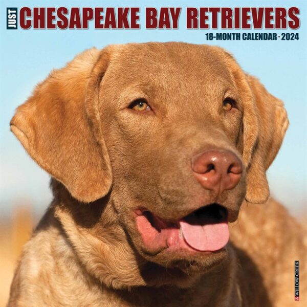 Chesapeake Bay Retrievers Calendar 2024