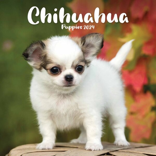 Chihuahuas Puppies Mini Calendar 2024