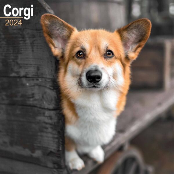Corgi Calendar 2024