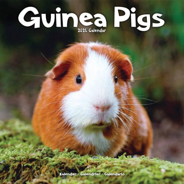 Guinea Pigs Calendar 2024