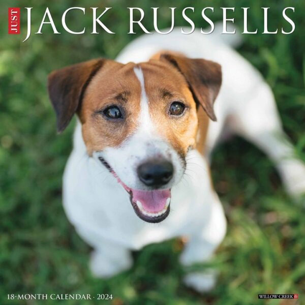 Just Jack Russells Calendar 2024
