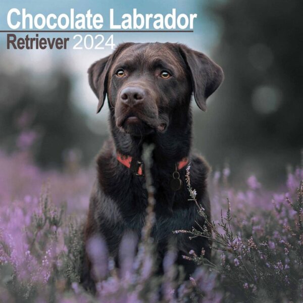 Chocolate Labrador Retriever Calendar 2024