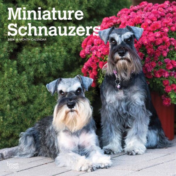 Miniature Schnauzers Calendar 2024