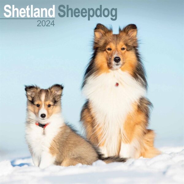 Shetland Sheepdog Calendar 2024