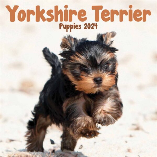 Yorkshire Terriers Puppies Mini Calendar 2024